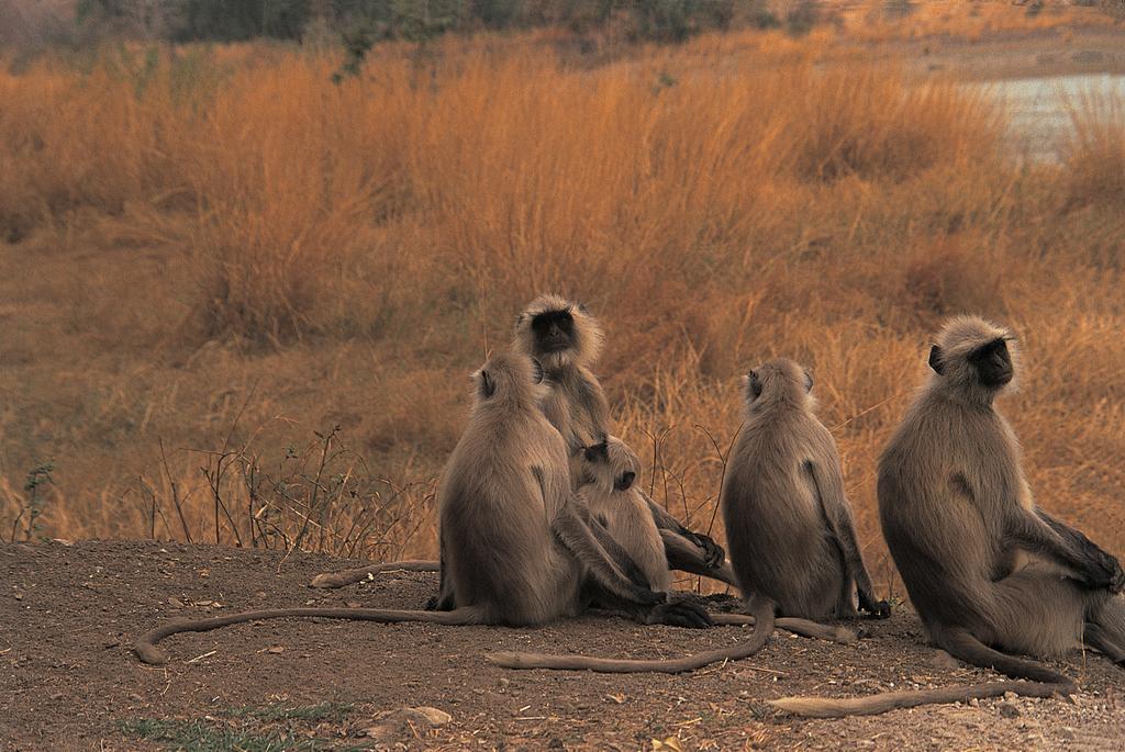 סוואי מדופור The Oberoi Vanyavilas Wildlife Resort, Ranthambhore מראה חיצוני תמונה