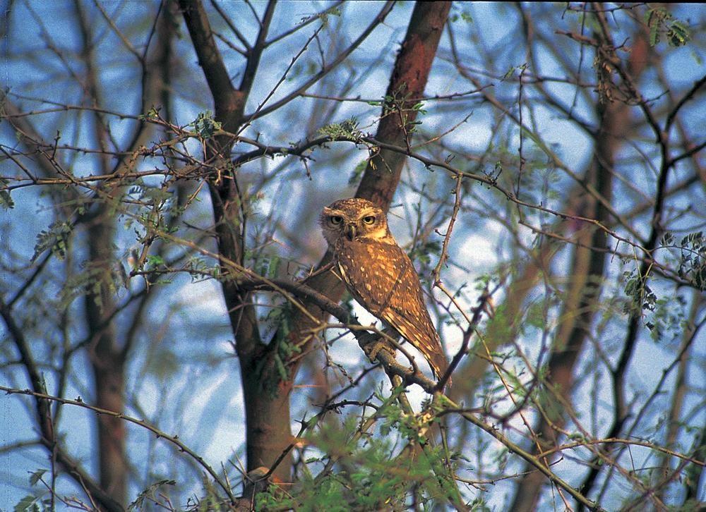 סוואי מדופור The Oberoi Vanyavilas Wildlife Resort, Ranthambhore מראה חיצוני תמונה